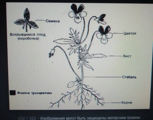 Что такое орган? перечистите органы растений и их ! ❤️❤️❤️