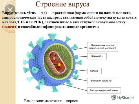 Особенности строения вирусов (кратко)