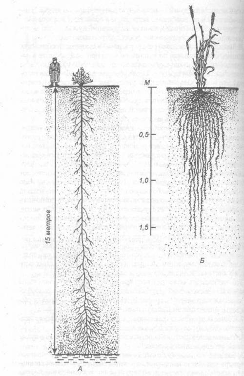 Доказать ,что строение корней зависит от среды обитания растения