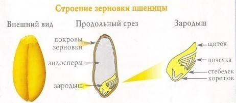 Изученик строении семени фасоли и пшеницы