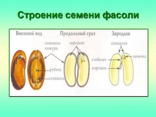 Изученик строении семени фасоли и пшеницы