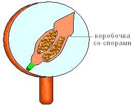 Можно ли назвать спорангий мха коробочкой на ножке? или это немного другое?