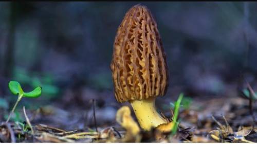 Что это за грибы? собирали в лесу. (они сначала в виде конуса, а потом разрастаются и стоят на ножке