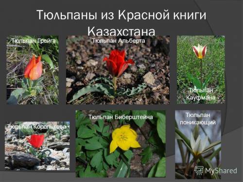 Все животные и растения на чёрных страницах красной книги казахстана