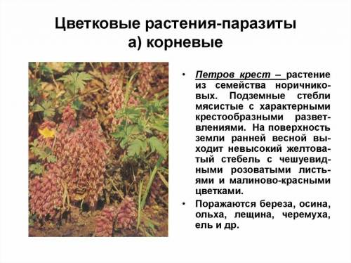 Корни растений паразитов. особенности . растения