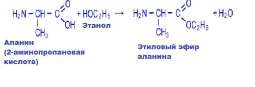 Запишите уравнения реакций этерификации аминокислот и спиртов с использование общих формул.