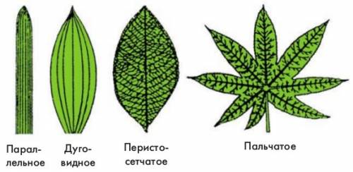 Сделайте вывод: по каким основным признакам устанавливаются принадлежность растения к определенному
