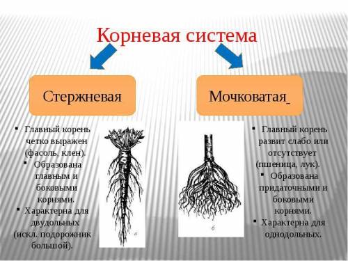 Как отличить одну корневую систему от другой?