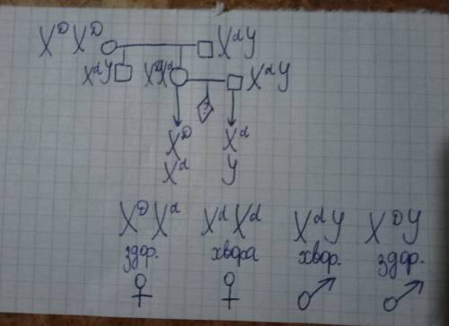 Уздорової жінки батько і брат дальтоніки. від кого брат успадкував дальтонізм? чи може у неї народит