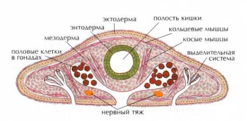 Форма тела в поперечном разрезе белой планарии
