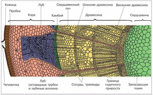 Қабық пен камбийдің құрылысы мен қызметін сипаттаңыз.