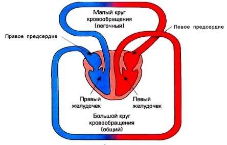 Схематично изобразите круги кровообращения , нарисуйте, кто знает как правильно 15