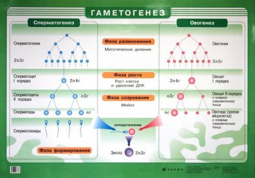 Гаметогенез. оплодотворение укажите правильные варианты ответов: 1. какой набор хромосом имеют предш