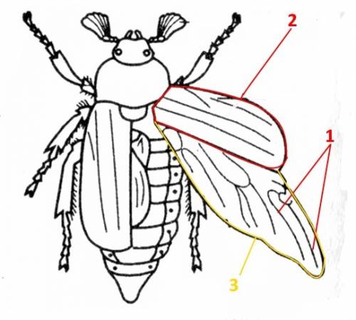 Крылья жука пронизаны многочисленными жилками это разветвление трахей- органов дыхания насекомых кар