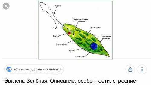 Сколько жгутиков имеется у 3-х зеленых эвглен?