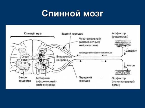 Нарисуйте траекторию движения нервного импульса через корешки спинномозгового нерва