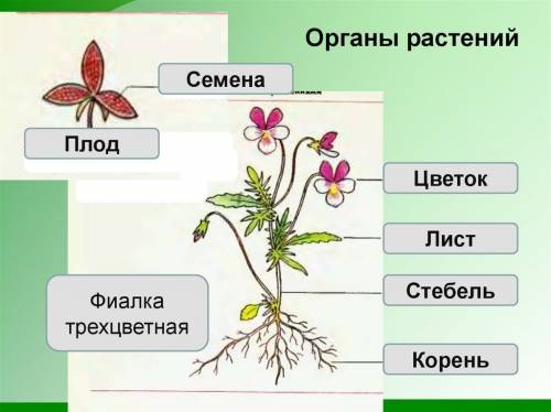 1. дайте определения органам растений: корень, стебель, побег, лист, луб и древесина. 2. примеры вид