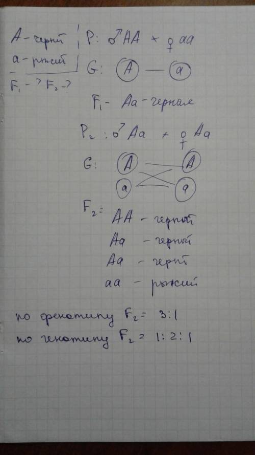 Какое потомство можно ожидать от скрещивания черного гомозиготного кота и рыжей кошки в 1 и 2 поколе