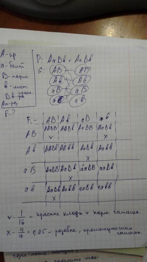 12. у земляники плод может быть красным (а), белым (а) или розовым (аа); чашечка — нормальной (в), л