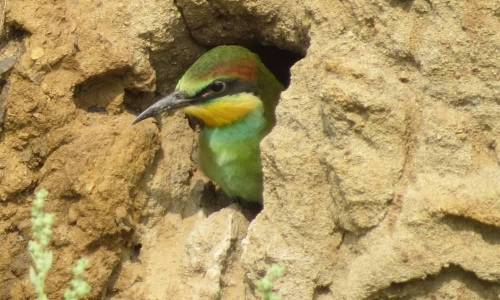 Найди информацию о птицах которые строят гнездо в почве