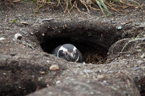 Найди информацию о птицах которые строят гнездо в почве