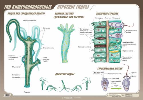 Билет № 4 1.тип кишечнополостные. общая характеристика типа. среда обитания и внешнее строение. луче