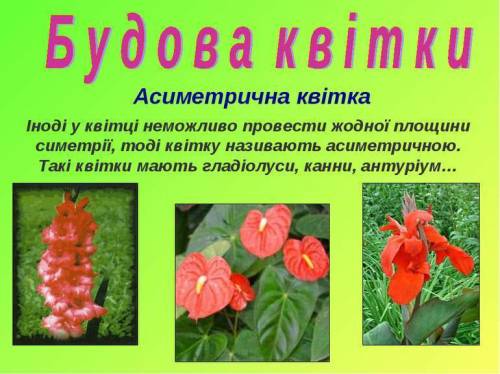 Определите растения у которых цветки считаются неправильными? а) маш,гладиолусб)капуста, марь белаяв