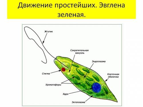 Билет № 3 1.жгутиконосцы. зеленая эвглена - одноклеточный организм с признаками животного и растения