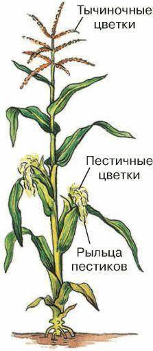 Фермер обнаружил, что на его кукурузном поле у некоторых растений початок частично заполнен зернами,