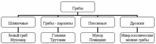 На какое группы разделятся грибы? 50