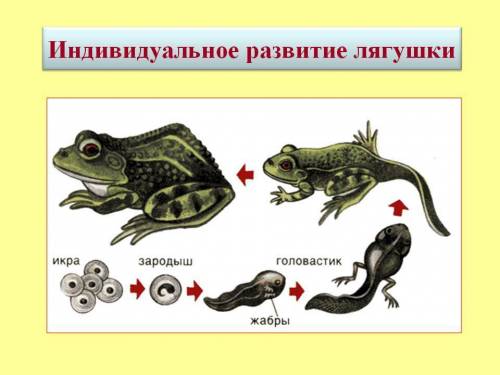 Восстановите этапы развития лягушки в правильном порядке и охарактеризуйте каждый из них.
