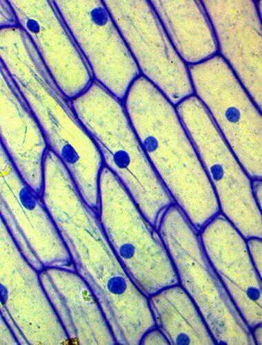 Вкаких частях многоклеточного организма чаще всего делятся клетки