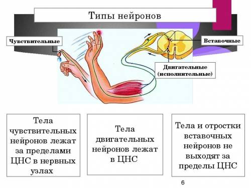 Какой вид нейрона не выходит за пределы центральной нервной системы? a) чувствительный b) двигатель