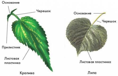 Лабораторная работа по биологии строение листа 6 класс​
