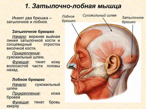 Функции, расположение затылочной мышцы, лобной мышцы.