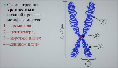 Вопрос 1. опишите строение ядра эукариотической клетки.вопрос 2. что такое ядрышко? как вы считаете,