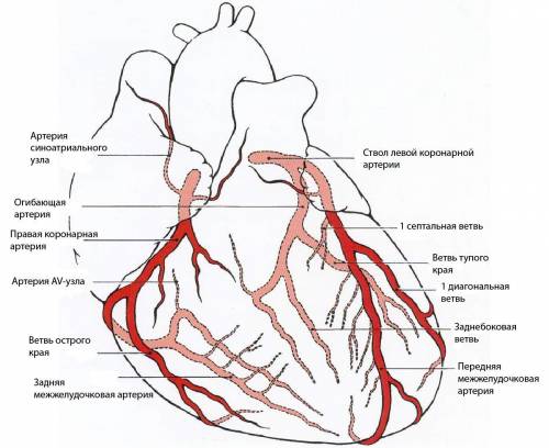 Влевом желудочке и в левом предсердии сердца находится кровь , насыщенная кислородом почему сержце н