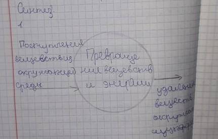 Составьте схему поступления, преобразования и выделения веществ, обозначив живой организм как овал и