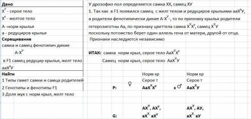 40 ! у дрозофилы желтая окраска тела обусловлена рецессивным геном, локализированных в x хромосоме,