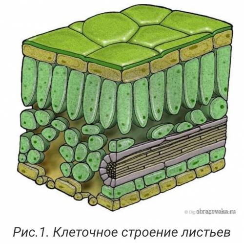 ЧАСТЬ А.1)Чем по своему строению являются корневые волоски?1. Придаточными корнями2. Боковыми корням