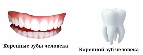 Давление создоваемого кореными зубами человека достигает 750 н/см. Чему равна сила давления создавае