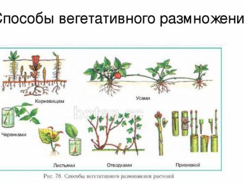Какие виды вегетативного размножения выделяют у растений?