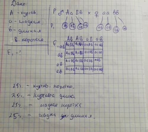 У морских свинок курчавая шерсть - А, гладкая -а, короткая В, длинная - в. Каким будет F1 от скрещив