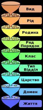 Прономеруй сестиматичні одиниці від більшої до меншої. якої одиниці бракує? Клас, царство, родина, в