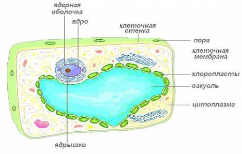 Клеточное строение растений кратко а скажите