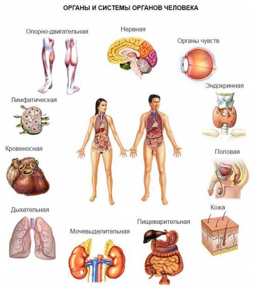 Какие основные органы и системы организма человека вы знаете