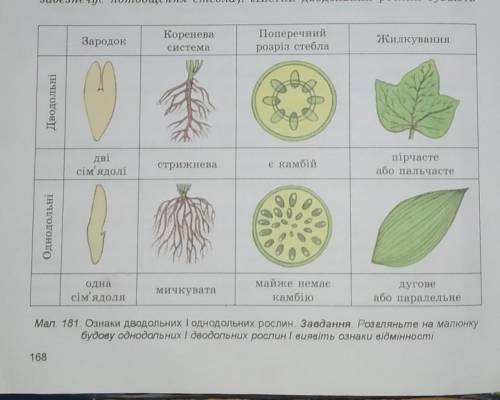 У рослин класу Однодольні коренева система ..., у Дводольних - У Дводольних зародок насіння має ...