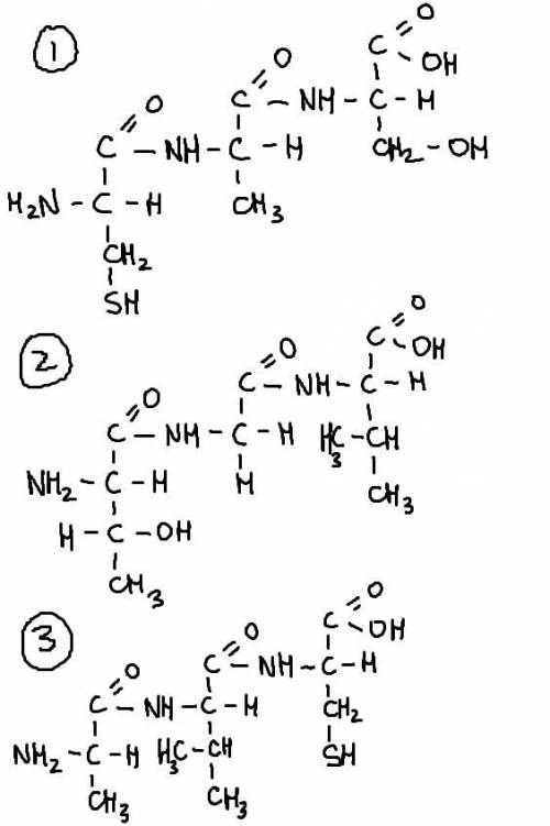 Составьте полипептидную цепь, состоящую из аминокислот: 1. цистеин -аланин – серин 2. треонин - гли