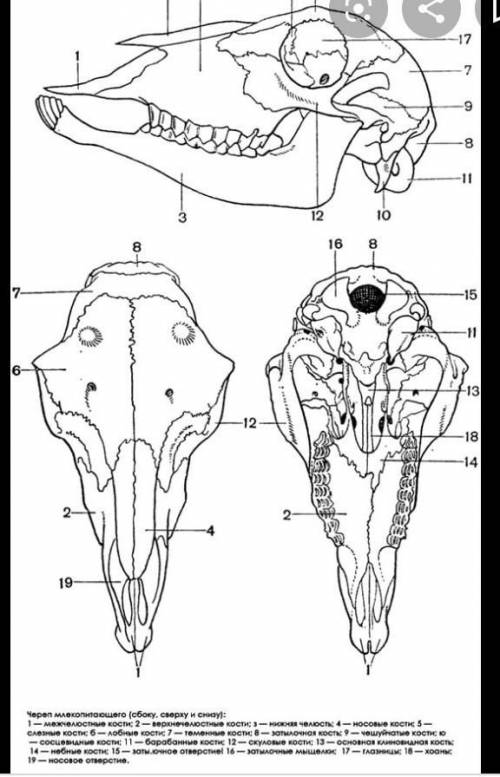 Какой формы череп у млекопитающих