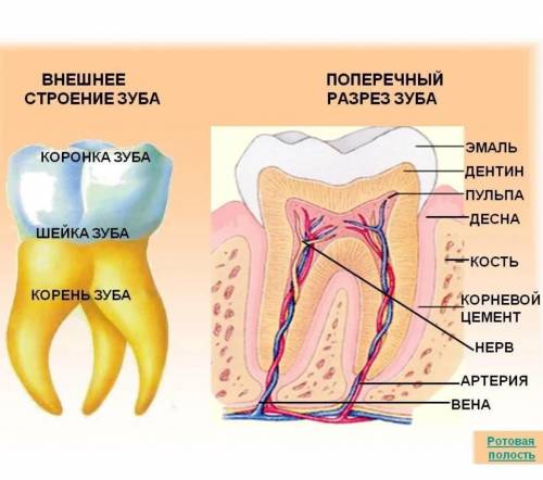 Как устроены зубы человека? можно кароткие ответ ​